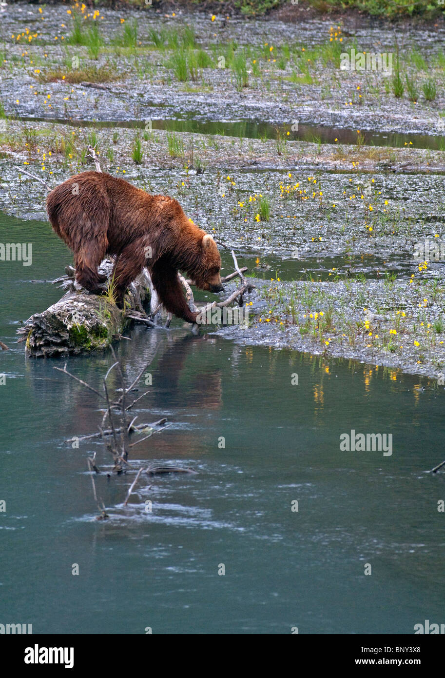 Brown Bear forages for food along a river in Seward Alaska Stock Photo