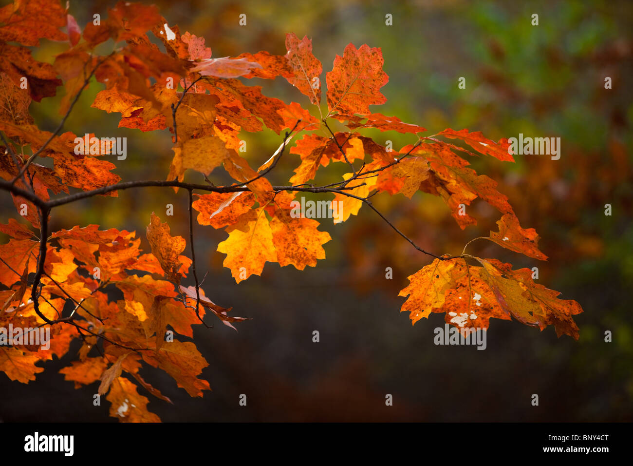 Orange Oak Leaves in Autumn, Acadia National Park, Maine, USA Stock Photo