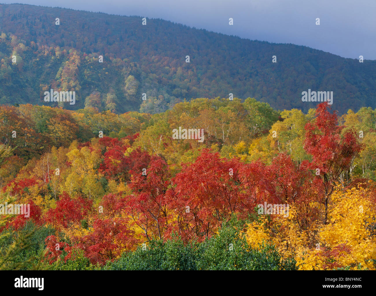Autumn Leaves, Aomori, Aomori, Japan Stock Photo