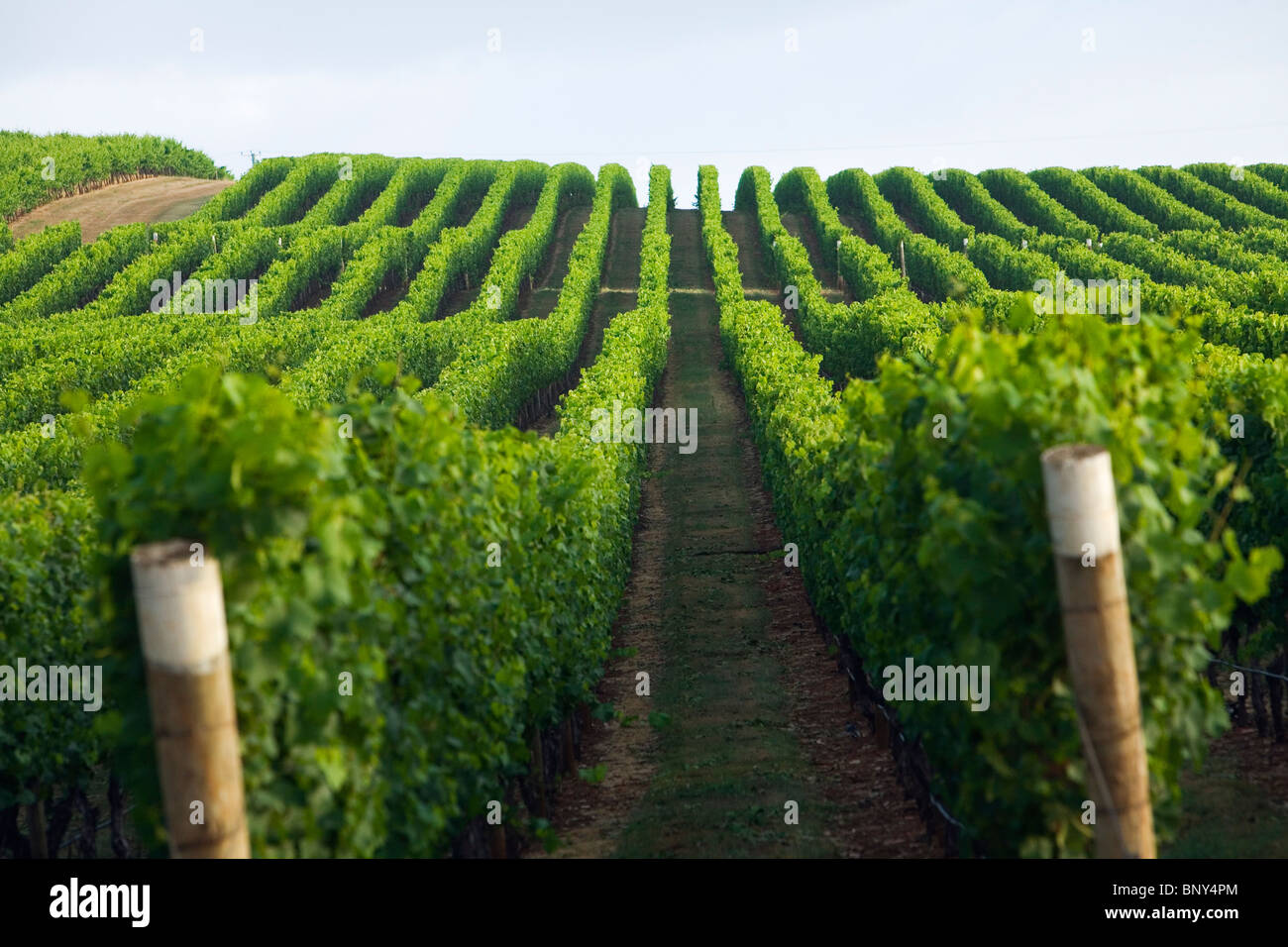 Vineyard in the renowned Pipers River region, in Tasmania's northeast. Pipers River, Tasmania