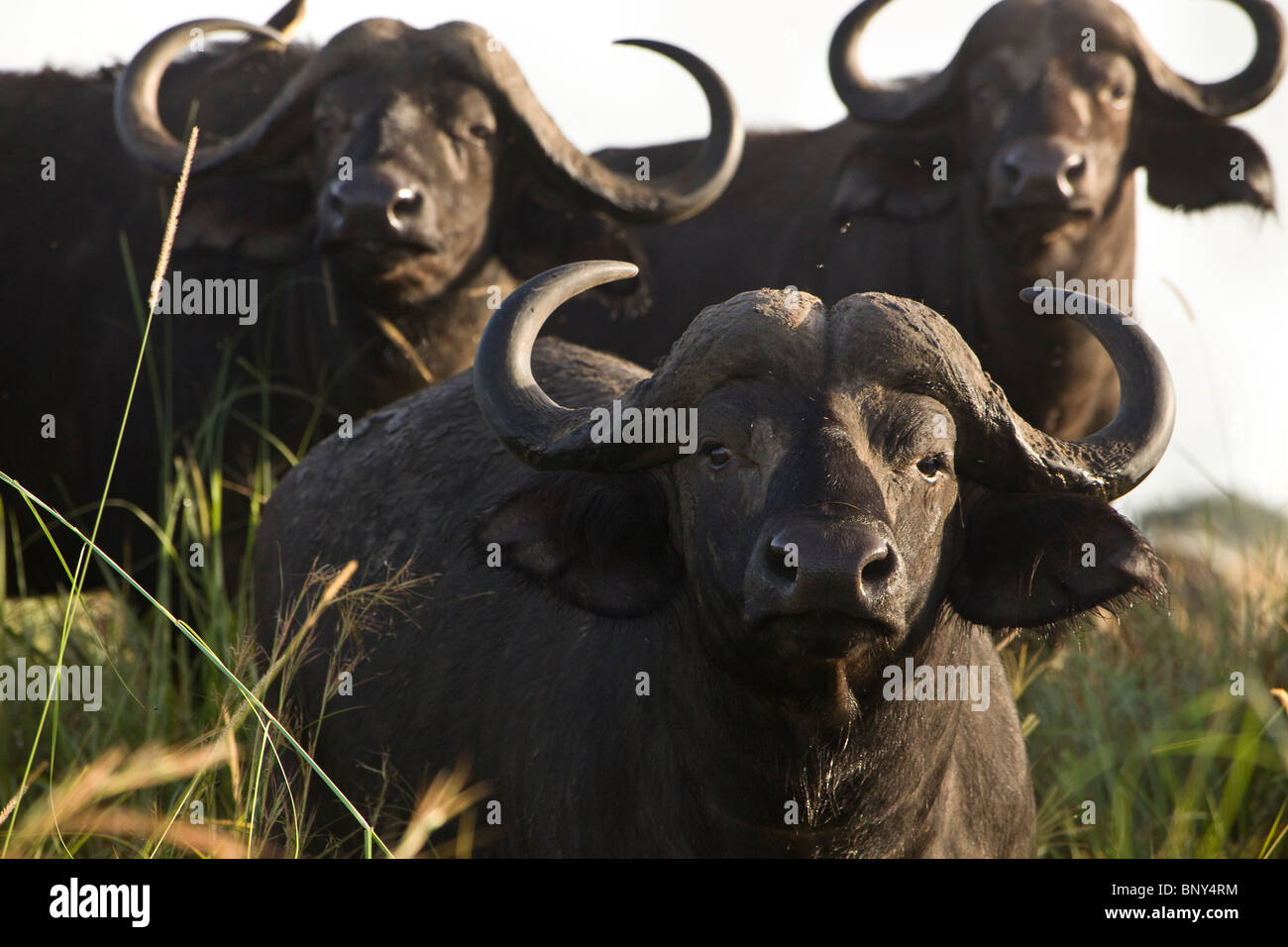 Cape Buffalo at Kidepo Valley National Park, Uganda, East Africa Stock Photo