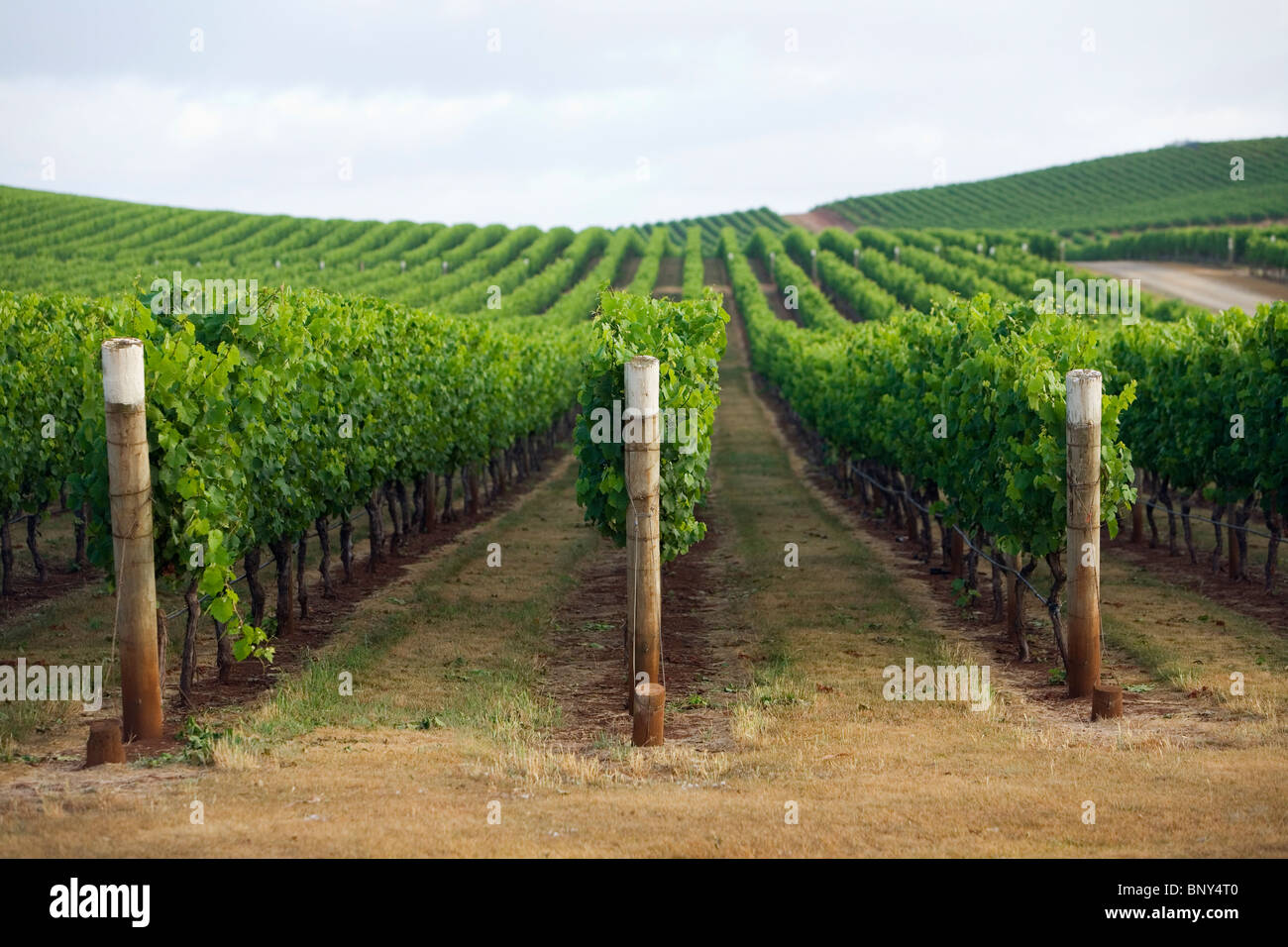 Vineyard in the renowned Pipers River region, in Tasmania's northeast. Pipers River, Tasmania, AUSTRALIA Stock Photo