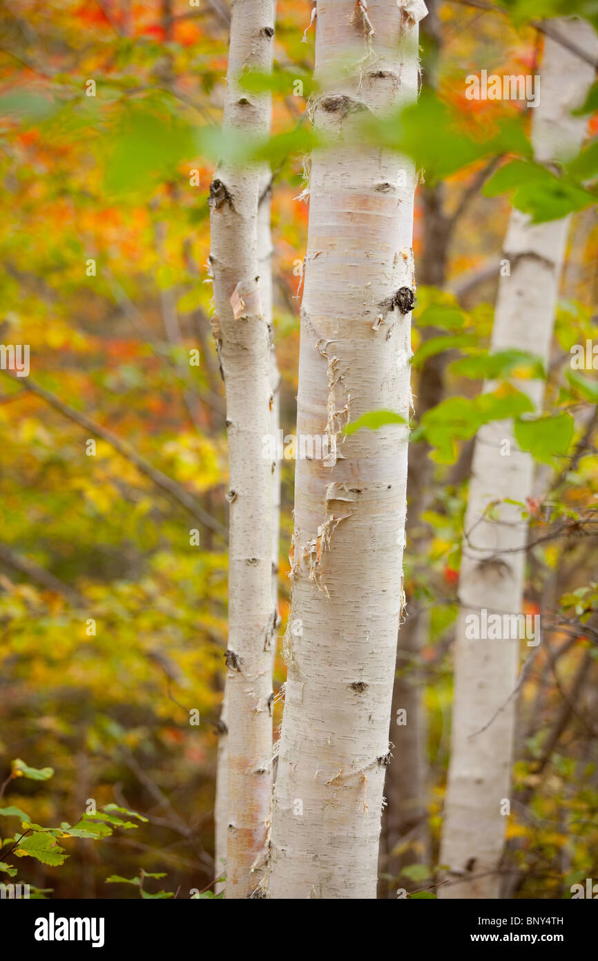 Maine coast trees hires stock photography and images Alamy