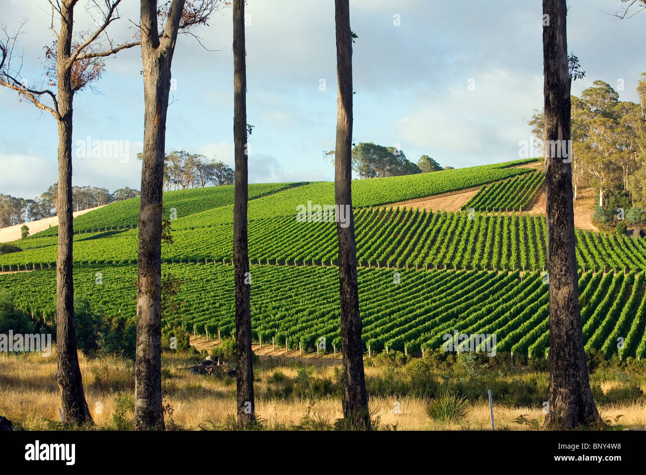 Vineyard in the renowned Pipers River region, in Tasmania's northeast. Pipers River, Tasmania