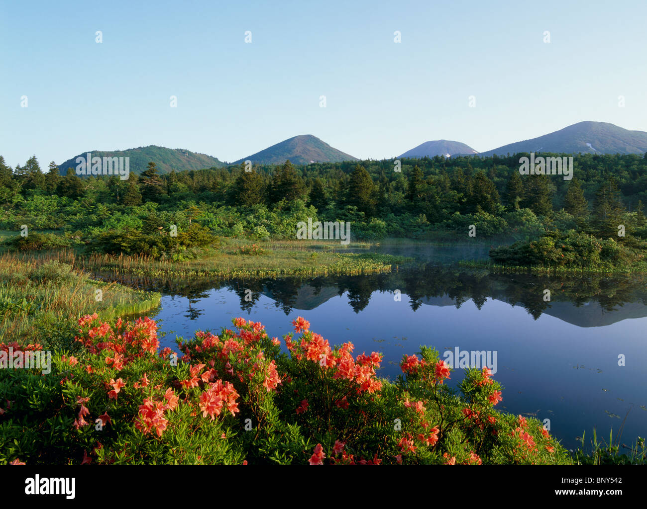 Japanese mountain lily hires stock photography and images Alamy