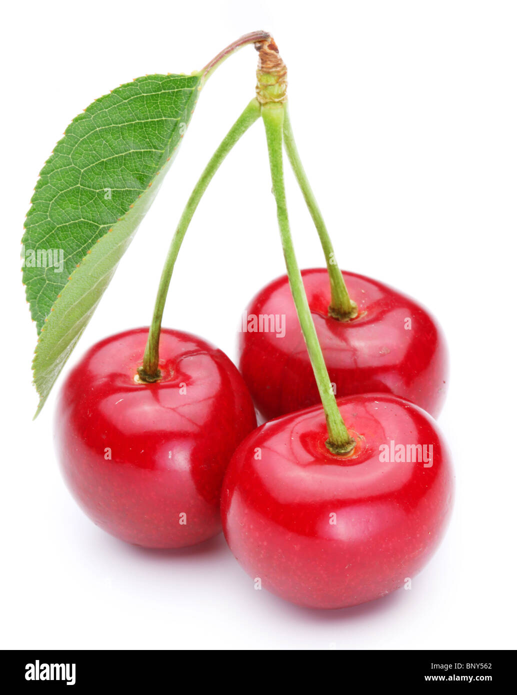 Three appetizing ripe cherries over white. Stock Photo