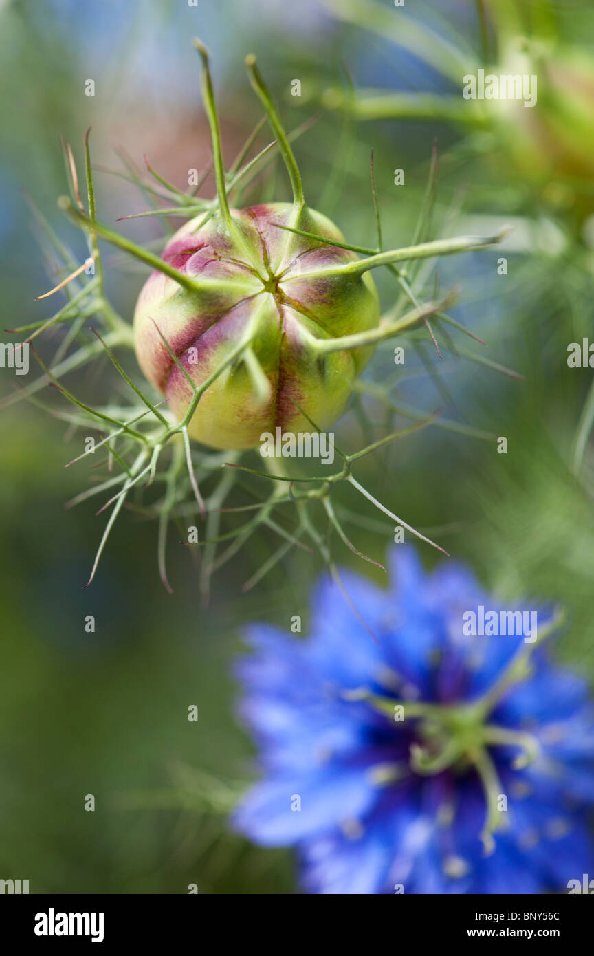 Nigella damascena. Loveinamist seed pods and flower pattern Stock