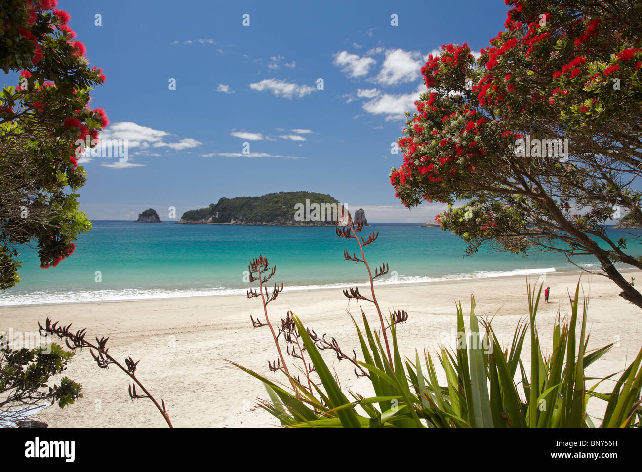 Pohutukawa Tree in Bloom and Hahei, Coromandel Peninsula, North Island, New Zealand Stock Photo