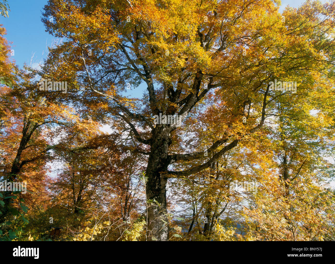 Mother Tree, Shirakami Sanchi, Nishimeya, Nakatsugaru, Aomori, Japan