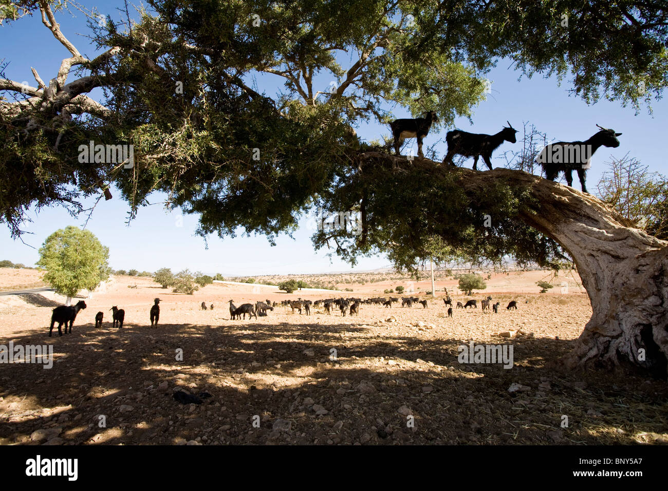 Morocco, Essaouira, goats standing in Argan trees (Argania spinosa) Stock Photo