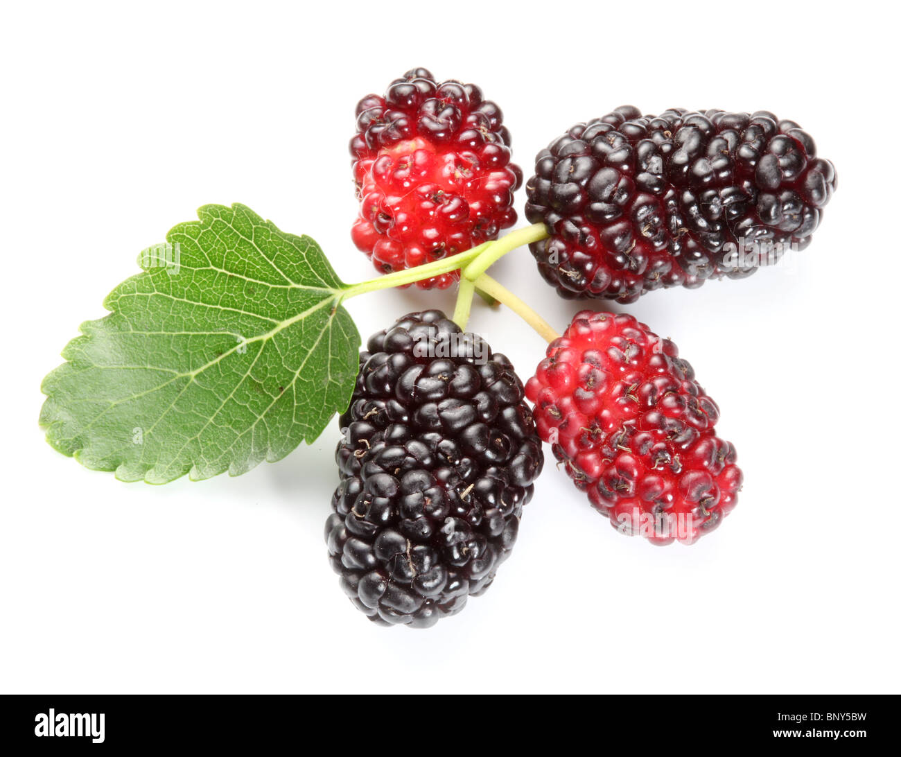 Group of mulberries with a leaves. Isolated on a white background. Stock Photo