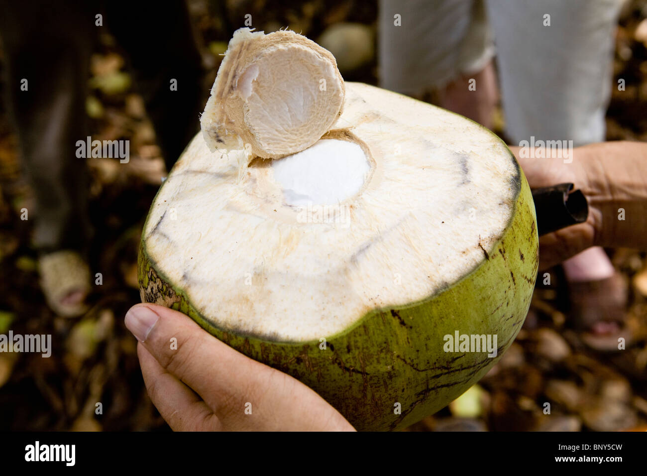 Coconut freshly cut open Stock Photo Alamy
