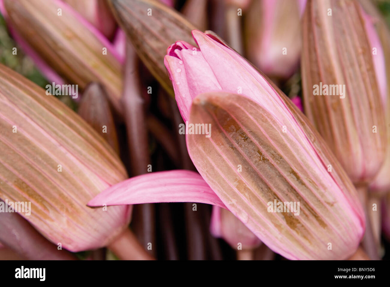 Edible flowers from an aquatic plant that grow in a lake in Vietnam