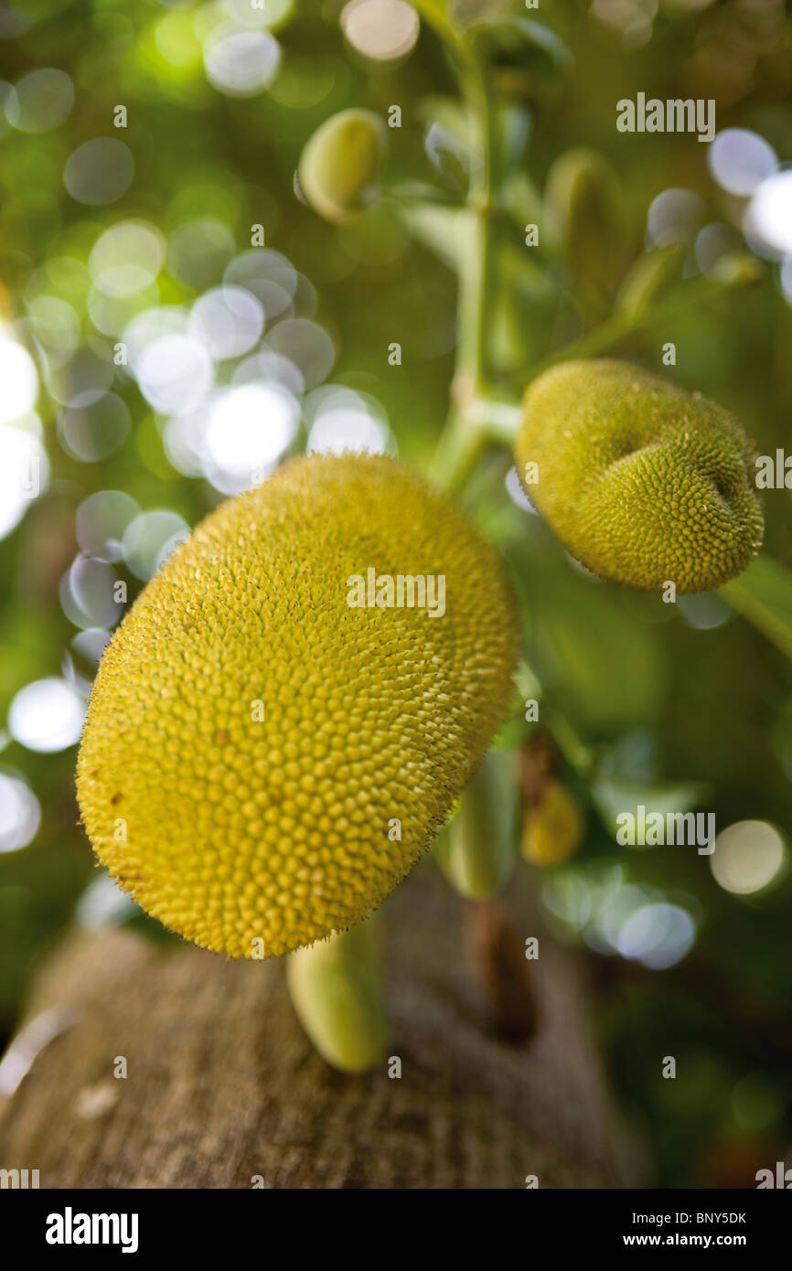 Jackfruit trees hires stock photography and images Alamy