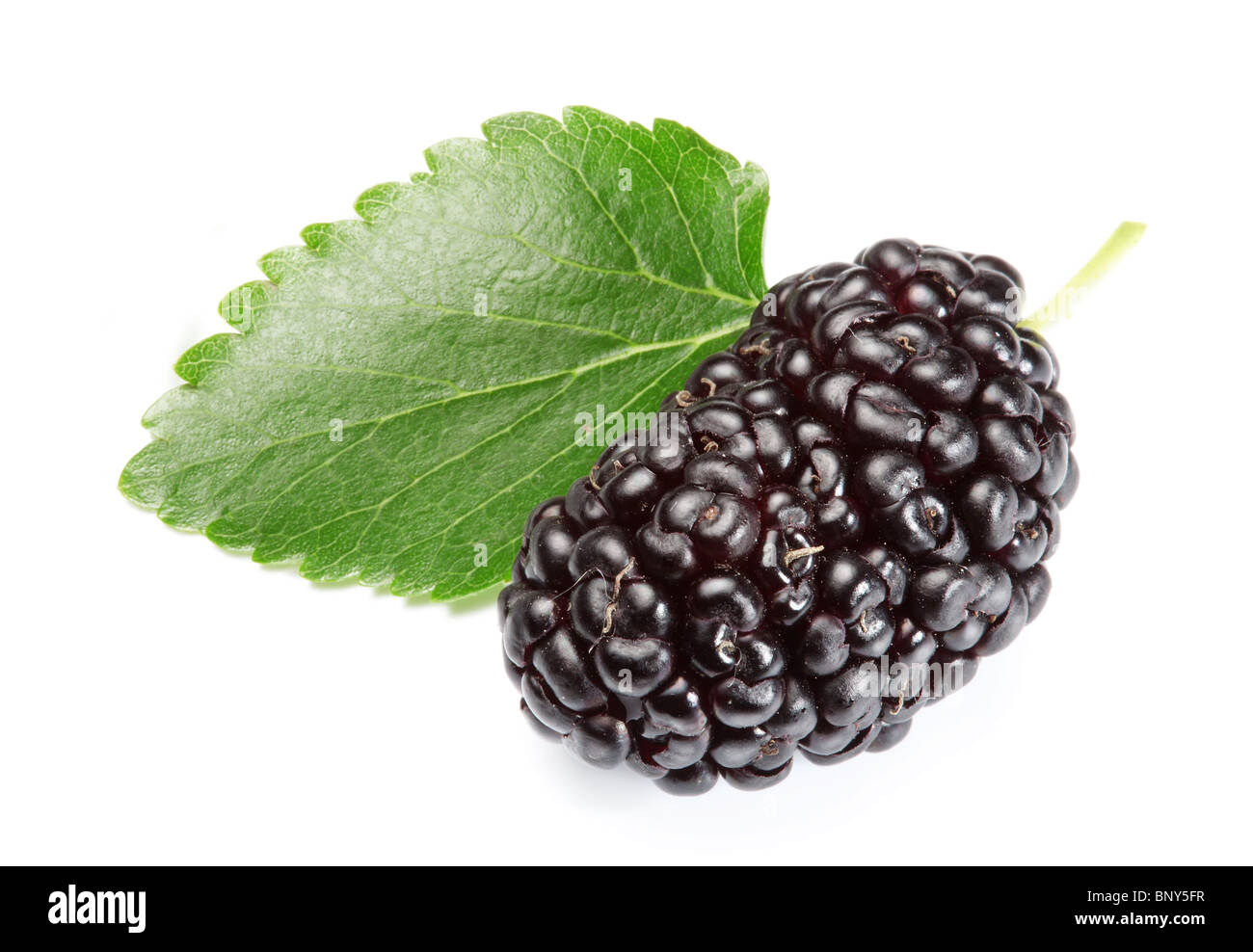 Mulberry Fruit Wallpaper