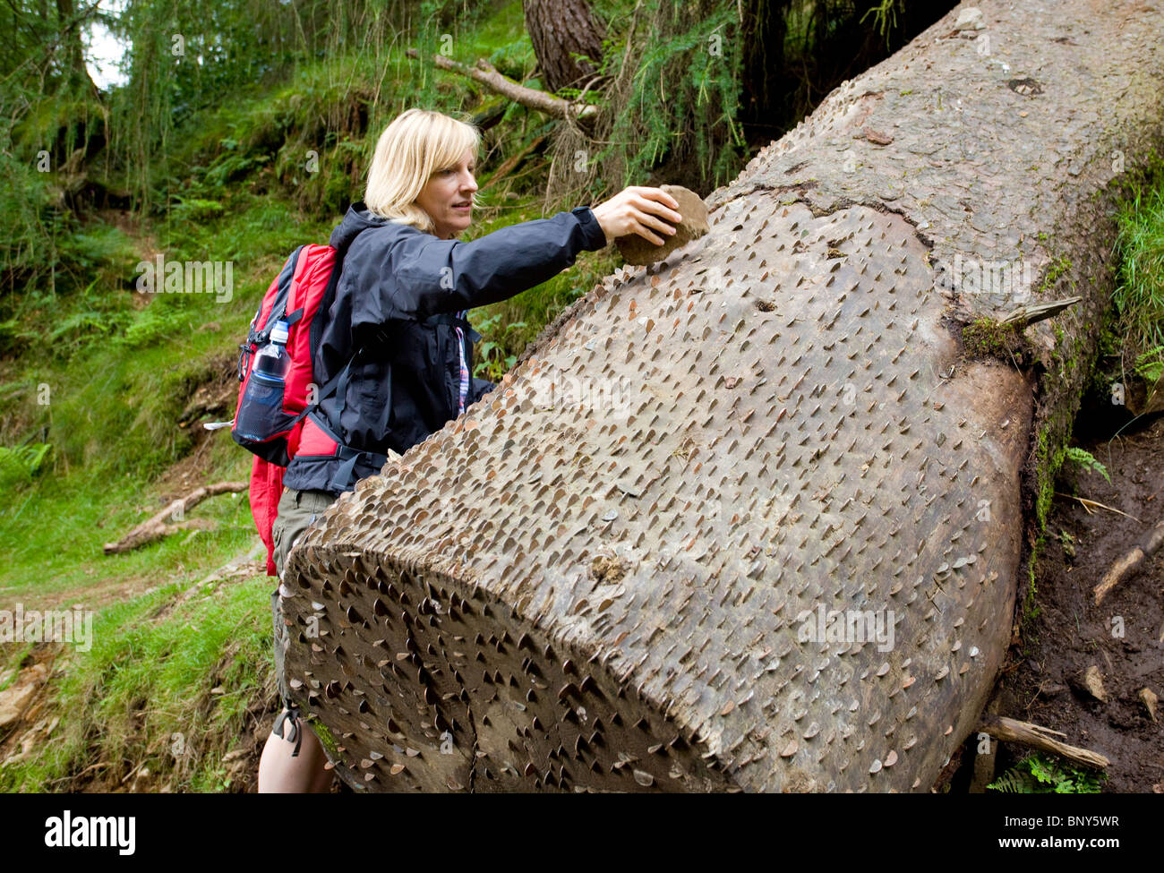 A woman hammering coins in to a log .Tarn Hows, Lake district. Stock Photo