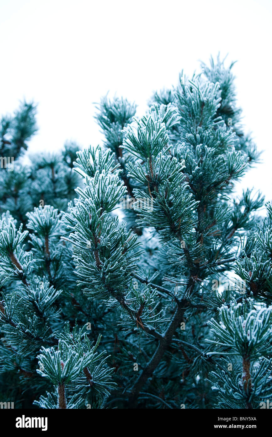Pine branches covered in frost Stock Photo - Alamy