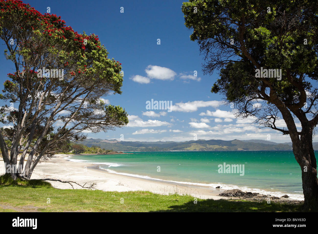 Pohutukawa Tree and Beach, Kuaotunu, Coromandel Peninsula, North Island, New Zealand Stock Photo