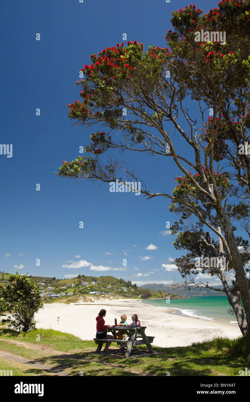 Picnic Under Pohutukawa Tree, and Beach, Kuaotunu, Coromandel Peninsula, North Island, New Zealand Stock Photo