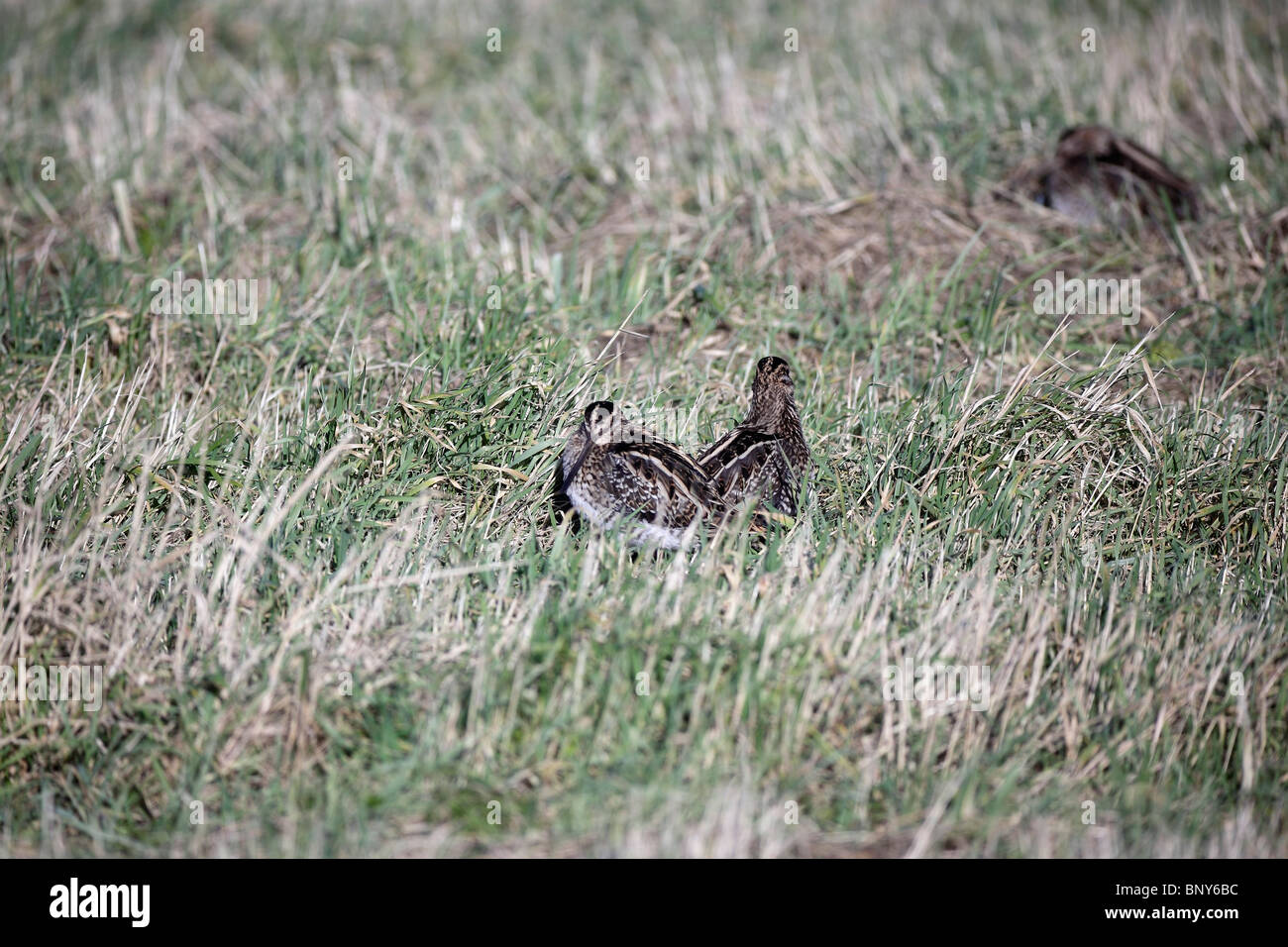Snipe (Gallinago gallinago), Old Moor RSPB Reserve, Barnsley, South ...