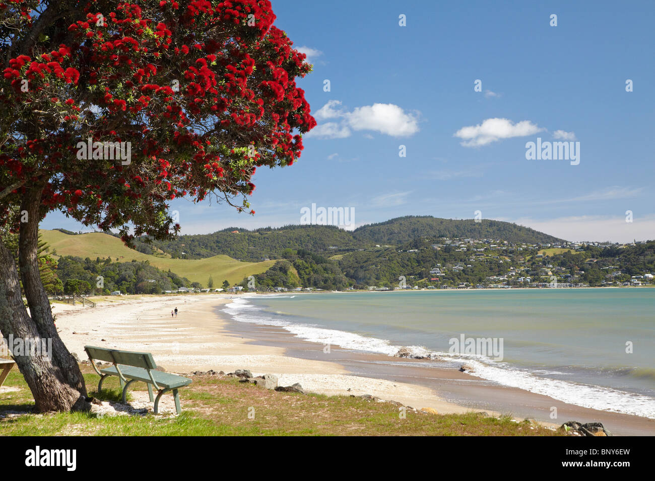 Pohutukawa Tree and Buffalo Beach, Whitianga, Coromandel Peninsula, North Island, New Zealand Stock Photo