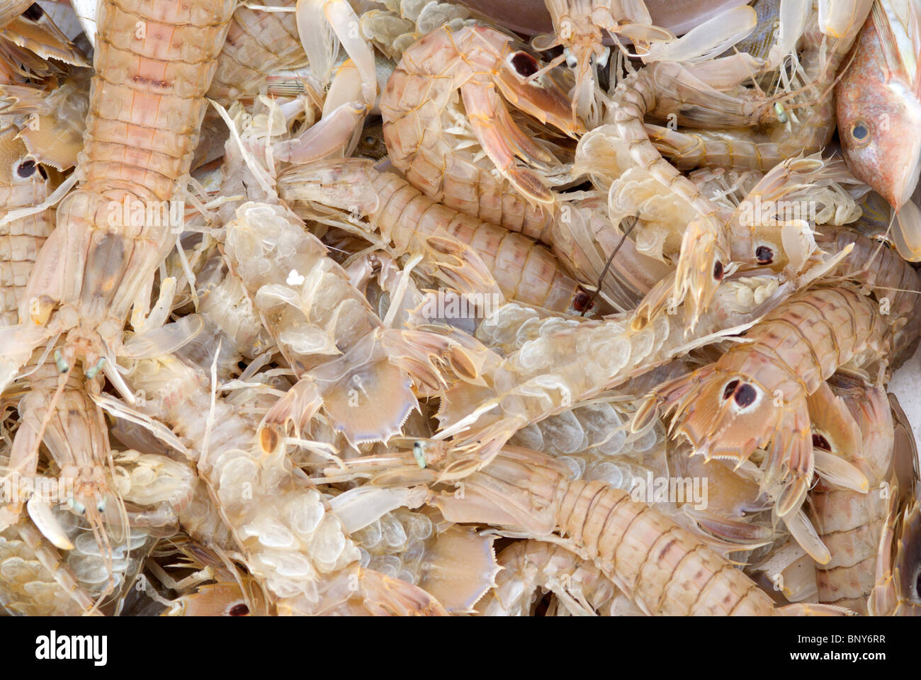 mixed fresh fish, mainly squilla mantis (shrimp) Stock Photo