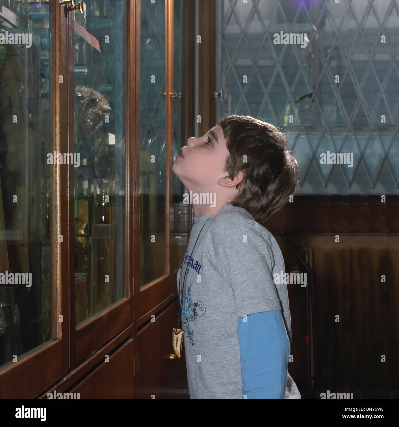 Boy looking at glass cabinets Stock Photo