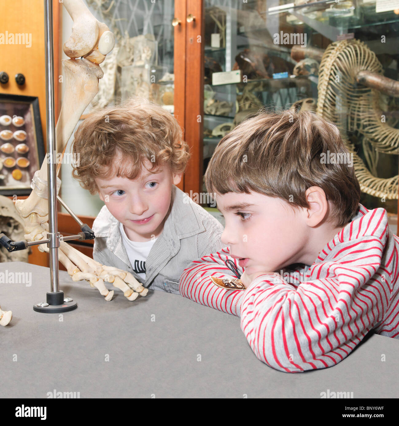 Boys looking at artifact in museum Stock Photo
