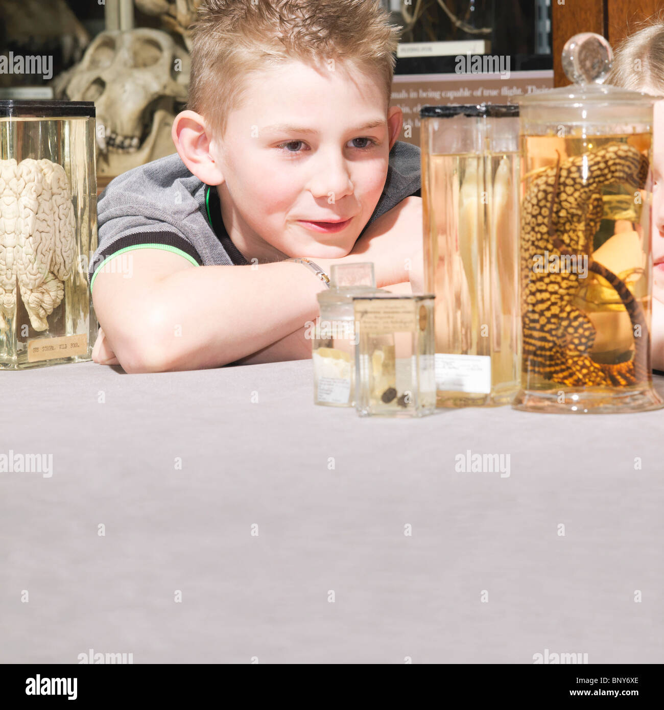 Boy looking at animals in jars Stock Photo