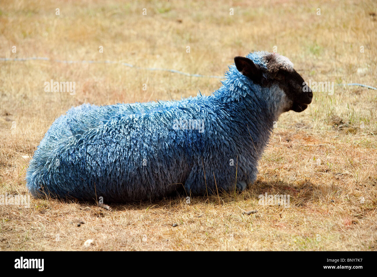 Dyed sheep at the Latitude Festival 2010, Southwold, Suffolk, United