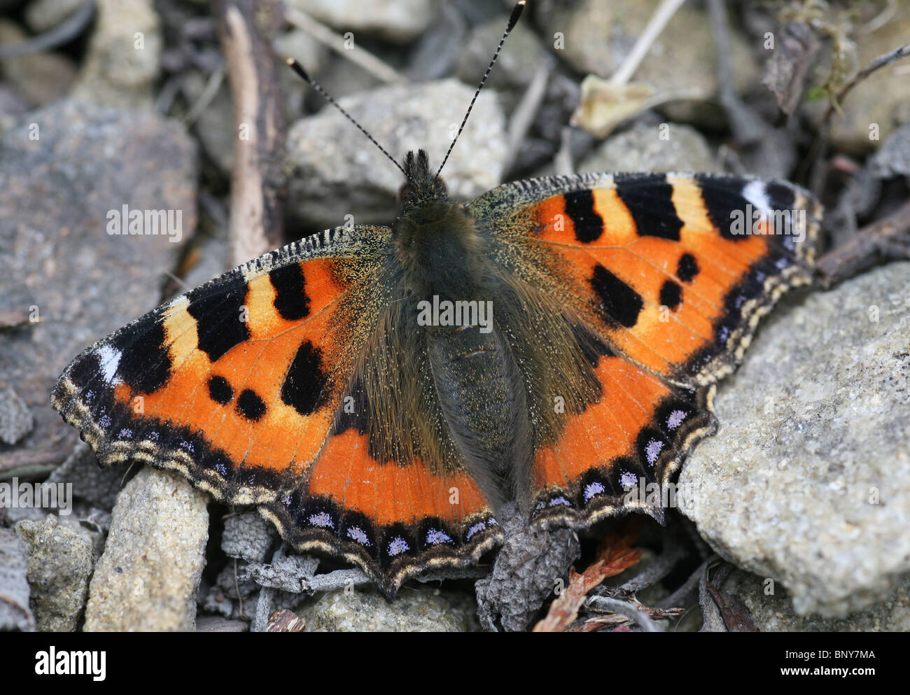 A Small Tortoiseshell (Nymphalis urticae) butterfly resting on the ground Stock Photo