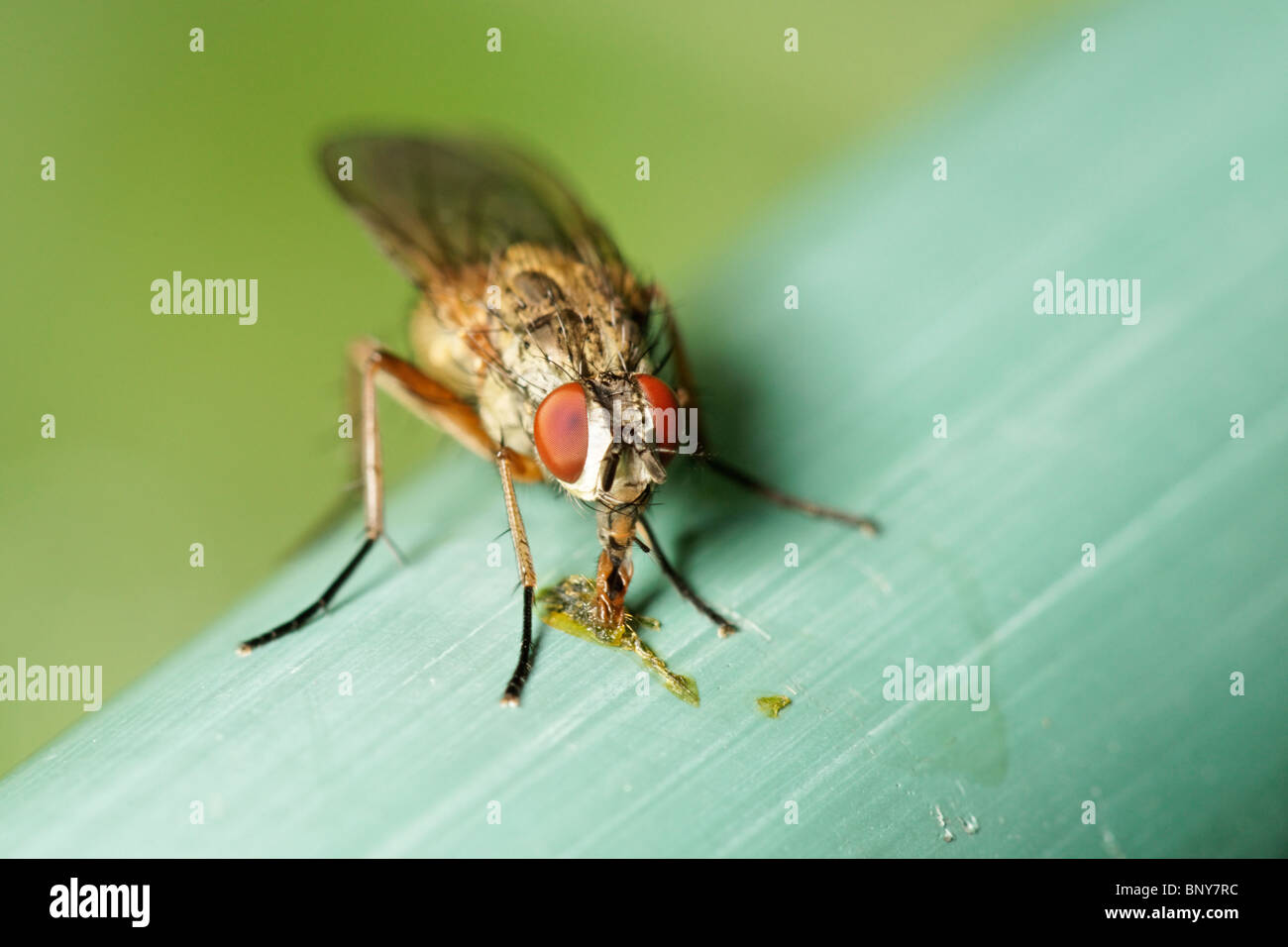 Fly feeding. Diptera. Stock Photo