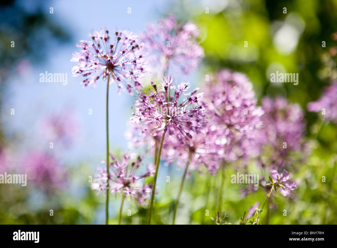 Purple allium flowers in summertime Stock Photo