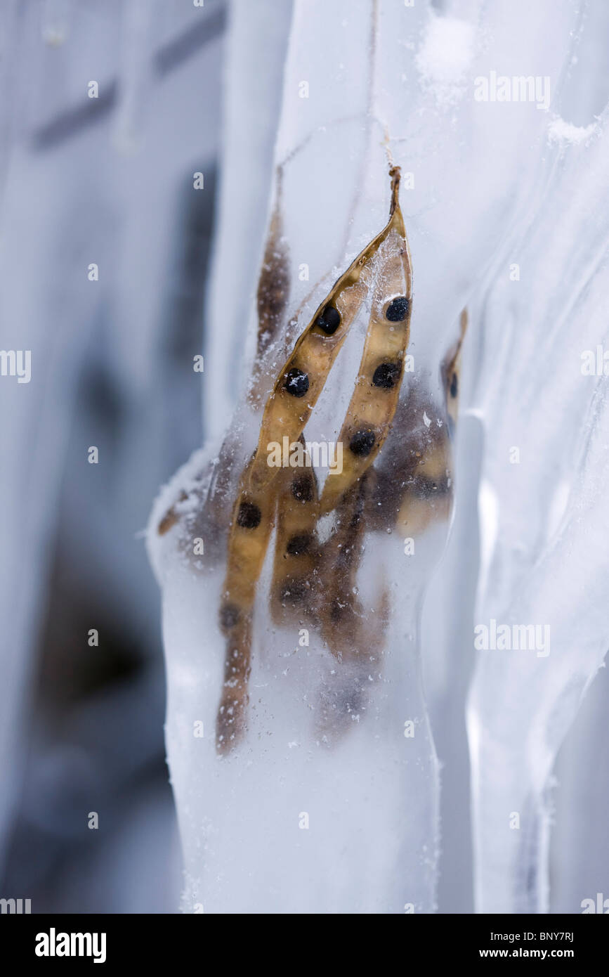 Leaf frozen in ice Stock Photo - Alamy