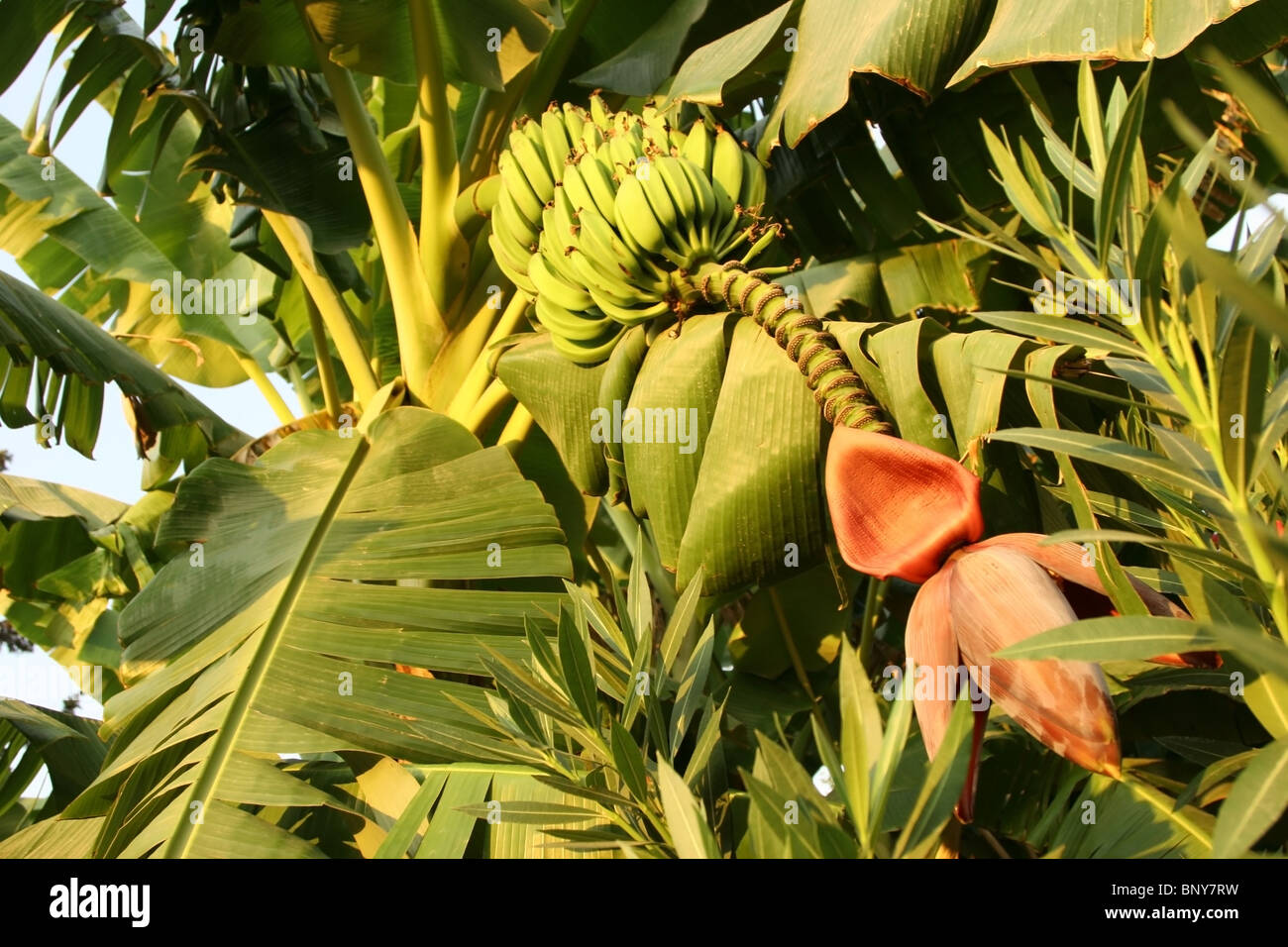 Banana tree with fruits and flower hires stock photography and images