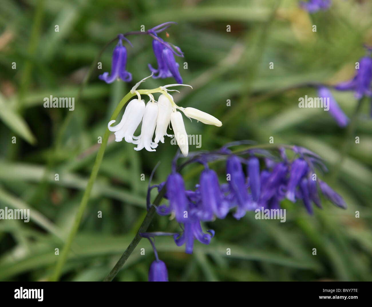 White Common Bluebells (Hyacinthoides non-scripta) amongst normal blue ones Stock Photo