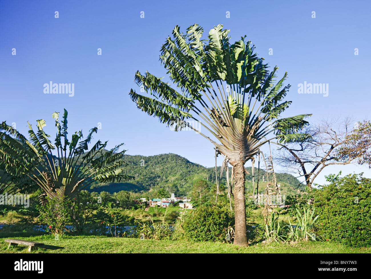 Ravenala madagascariensis hi-res stock photography and images - Alamy