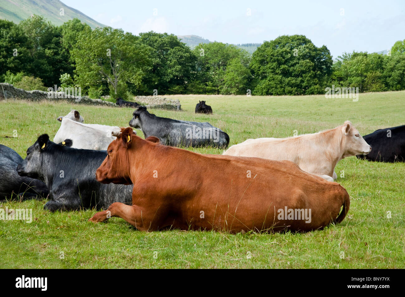 Cows sitting or lying down in a Lakeland field. The Lake District, England, UK Stock Photo