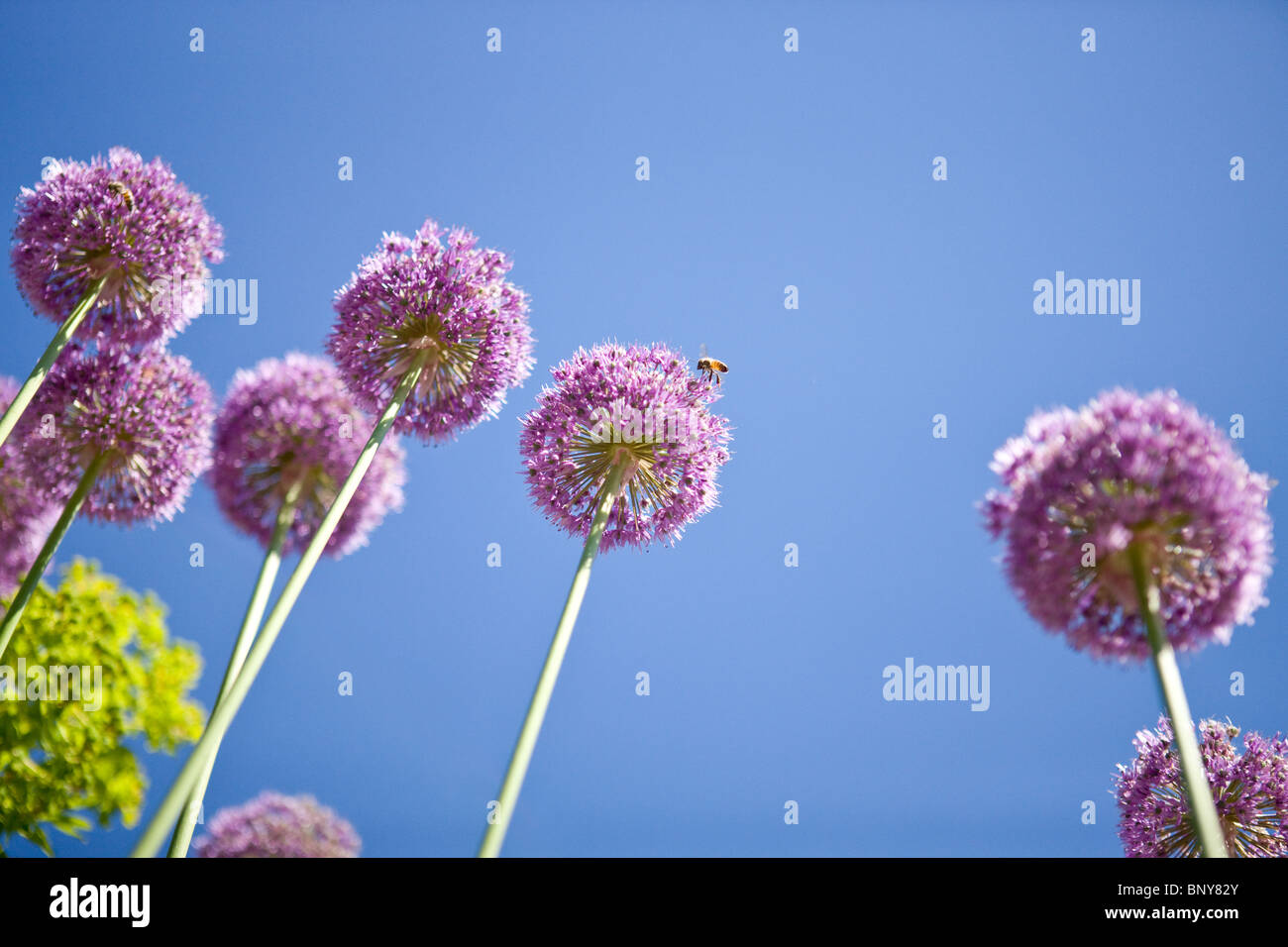 Group of sky blue flowers hi-res stock photography and images - Alamy