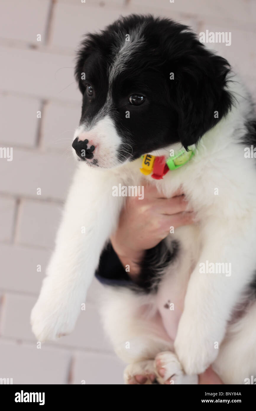 Puppy Dog Held Stock Photo