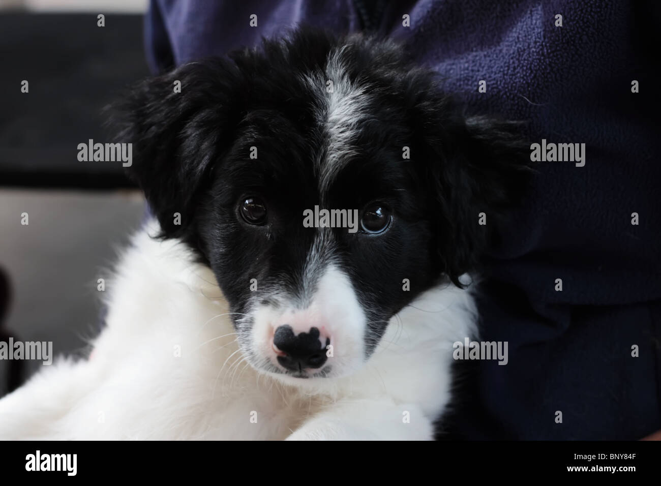 Puppy Face Set main image 0