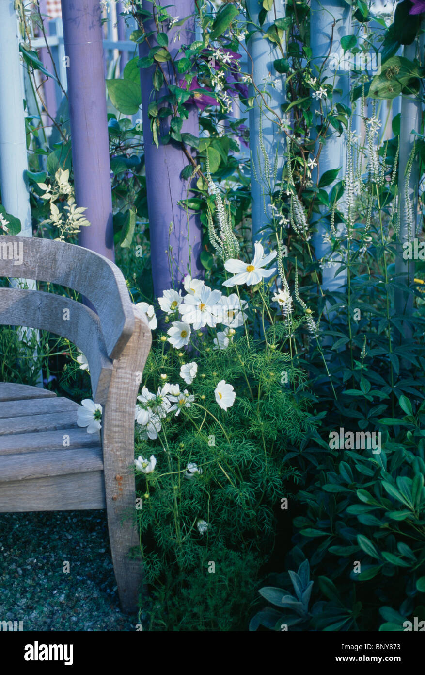 Old wooden garden chair beside small border with white cosmos in front