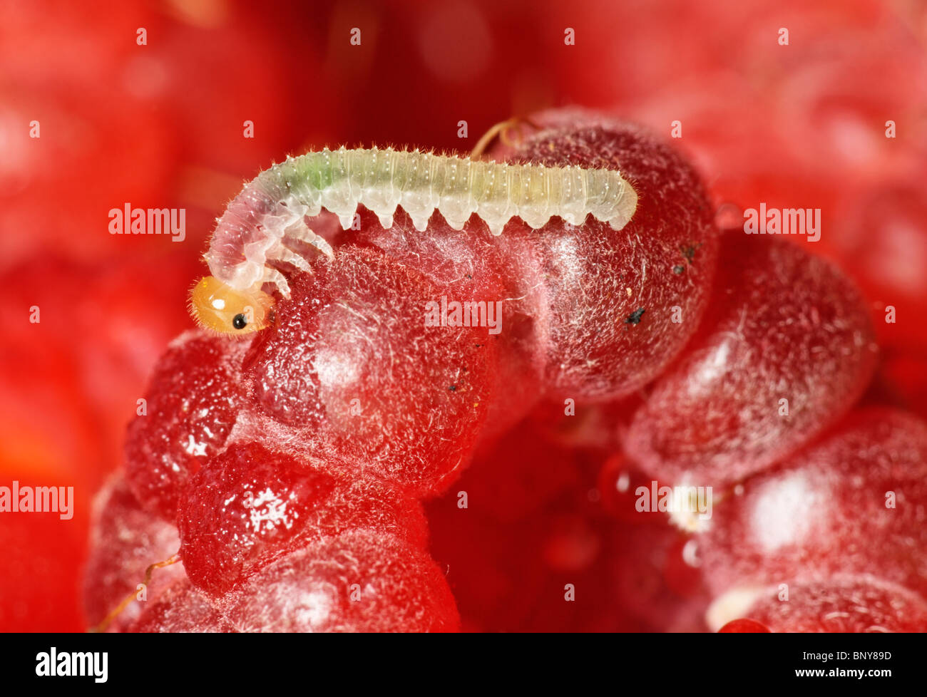 Caterpillar eating fruit hires stock photography and images Alamy