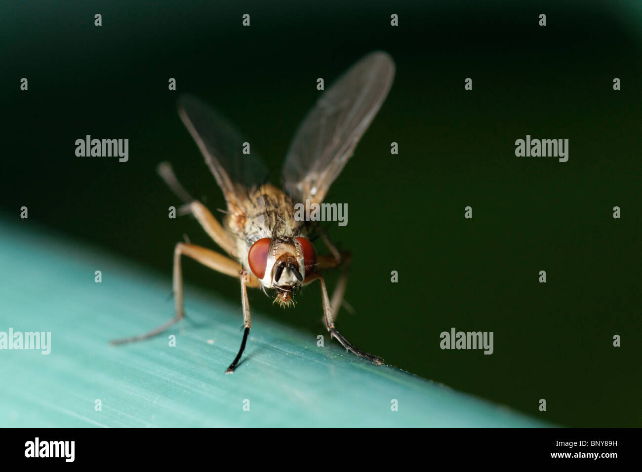 Fly. Diptera Stock Photo
