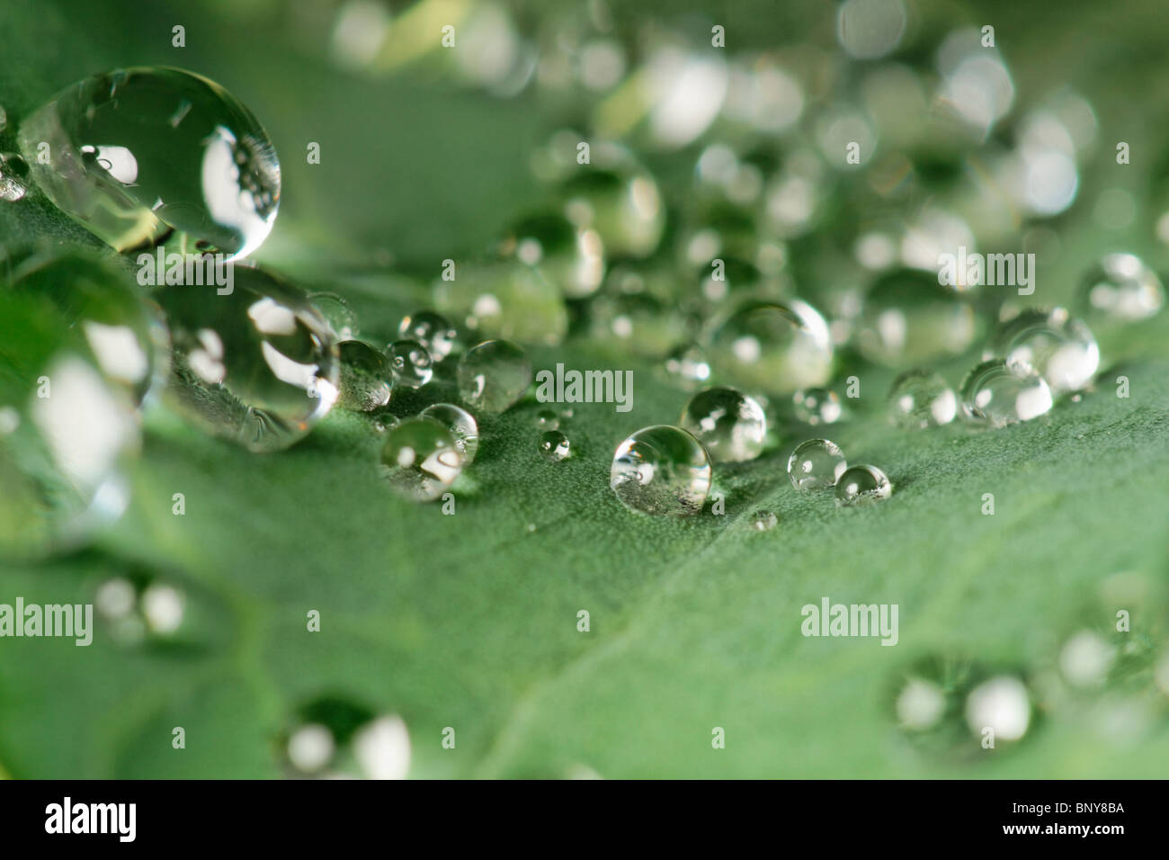 Water droplets on cabbage leaf Stock Photo Alamy