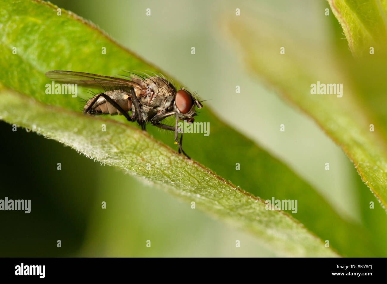 Fly on leaf. Diptera Stock Photo