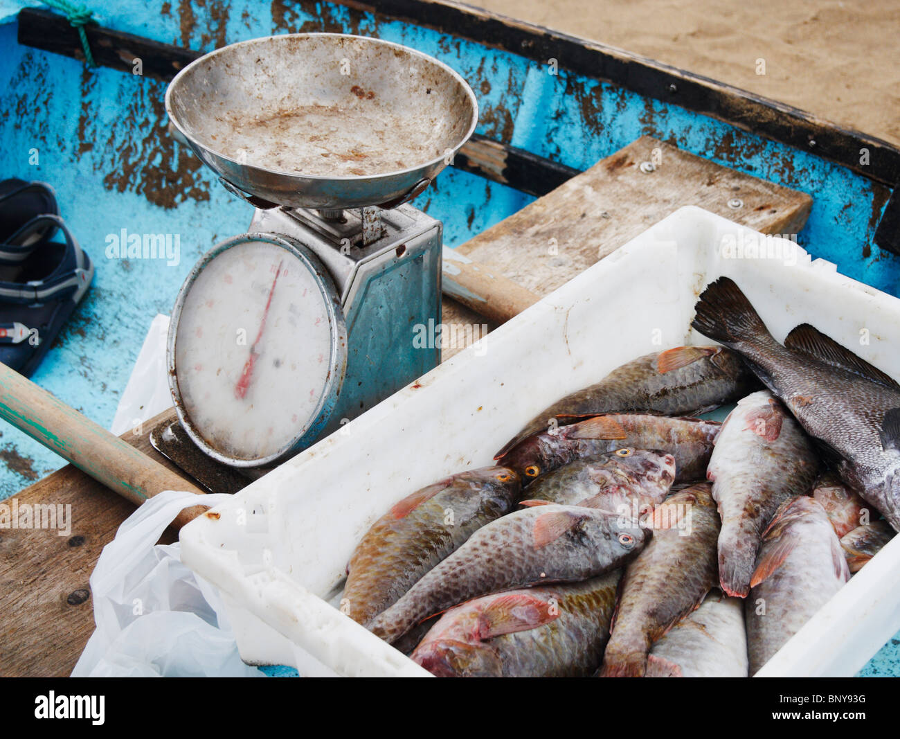 Fish on weighing scales hi-res stock photography and images - Alamy
