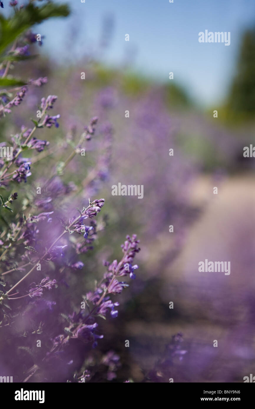 Lavender in flower in summertime Stock Photo Alamy
