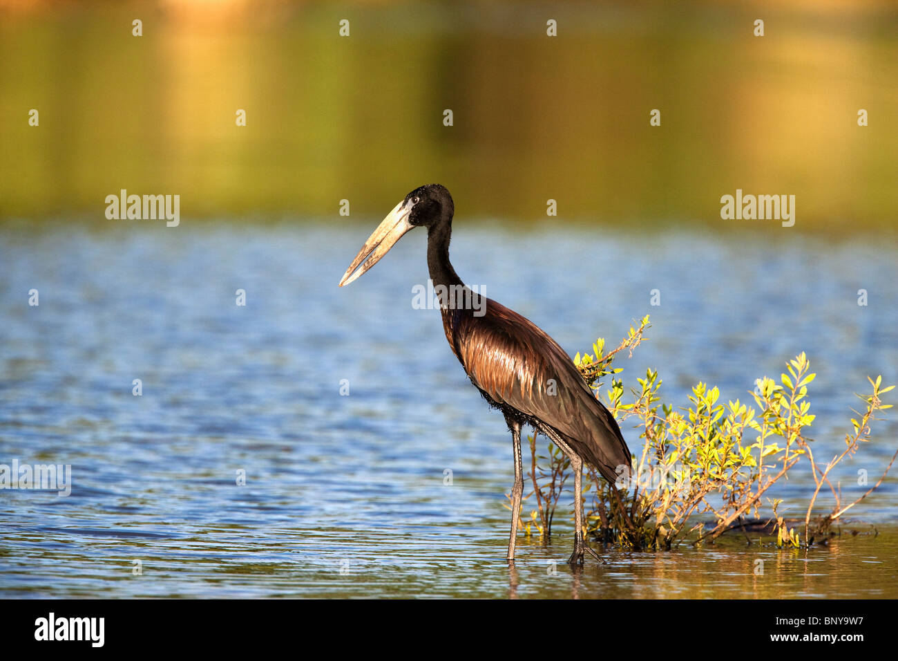 African openbill, Anastomus lamelligerus, Kruger National Park, South Africa Stock Photo