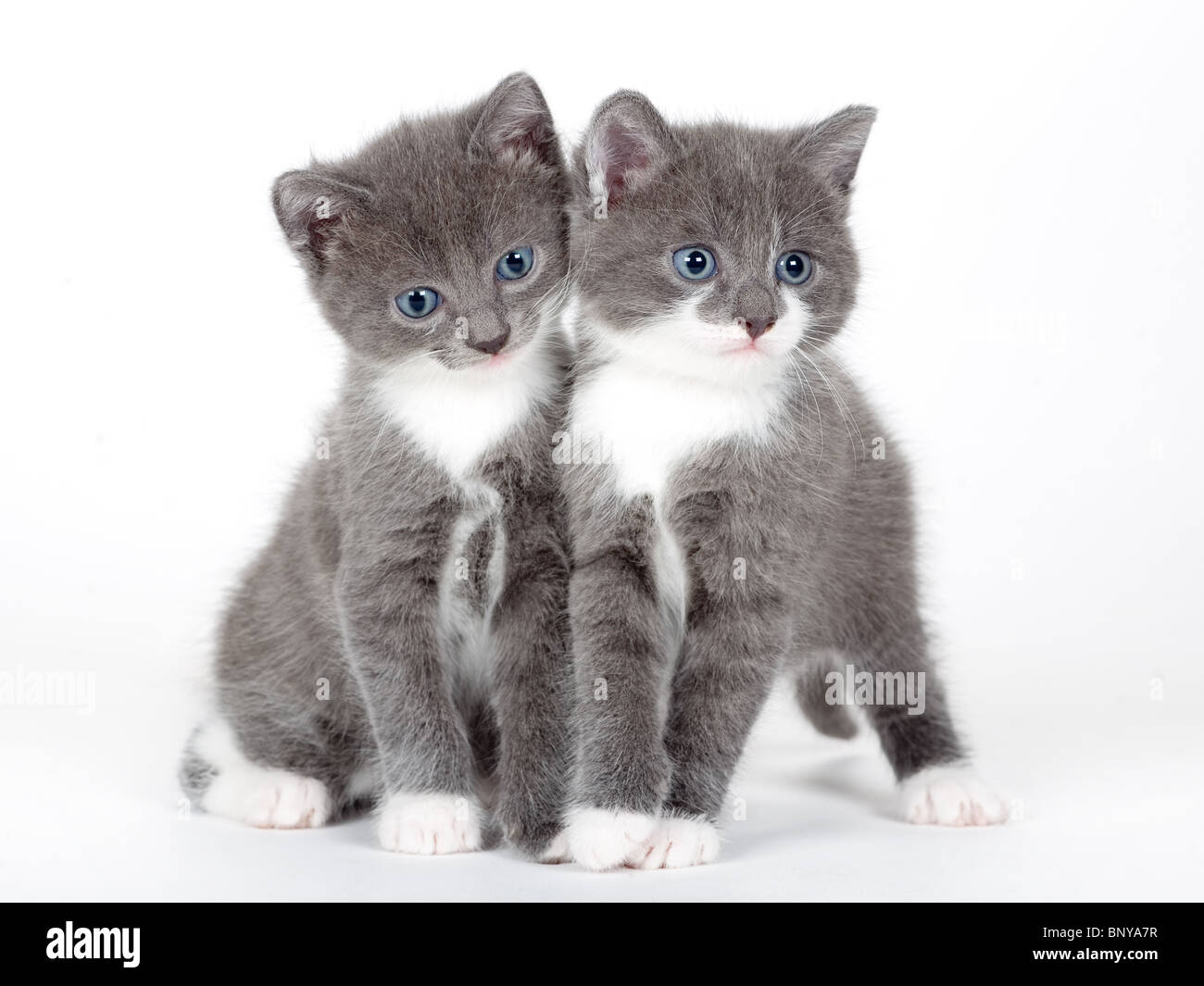 серый котёнок. два серых котенка. кошки маленькие серые. котенок на белом фоне. два серых котенка.